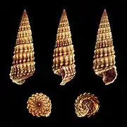 Potamides conicus (Potamididae).