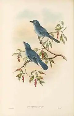 Description de l'image Cerulean paradise-flycatcher.jpg.