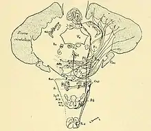 dessin au trait noir sur fond jaunâtre d'une coupe de cervelet humain dans le plan frontal, avec légendes abrégées pour les noyaux et leurs différentes projections