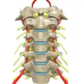 Vue antérieure du rachis cervical montrant les artères vertébrales ainsi que les nerfs spinaux.