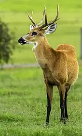 Cerf des marais mâle (Blastocerus dichotomus)