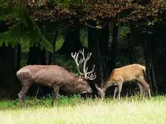 Cerf élaphe - mâle et femelle adultes.