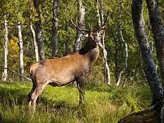 Vue d'un cervidé de profil dans une forêt