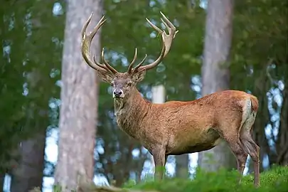 Cerf élaphe (Cervus elaphus), un Cervidae