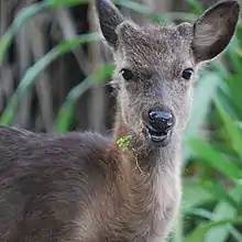 Photo couleur de la tête d'un cerf vivant (poils bruns), vue de face.