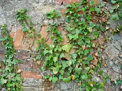 Lierre (Hedera helix) au stade juvénile