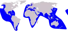 Planisphère de couleur grise représentant en bleu la présence de la Fausse orque dans le monde (pratiquement toutes les côtes du monde entier, excluant le large et l'océan Arctique).