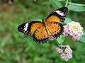 Papillon, Parc national de Doi Phu Kha, Thaïlande