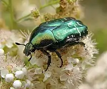 Photographie d'un insecte aux élytres vert métallique.
