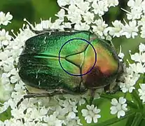 Scutellum de Cétoine dorée (Cetonia aurata).