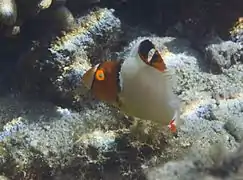 Un poisson perroquet bicolore (Cetoscarus ocellatus) juvénile