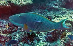 Un poisson-perroquet bicolore (Cetoscarus ocellatus) en phase terminale (mâle)