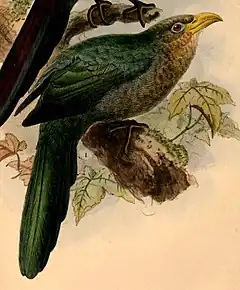 Description de l'image Ceuthmochares australis 1884.jpg.