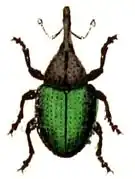 Ceutorhynchus erysimi.