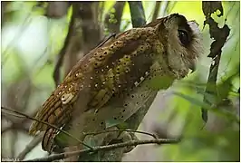 Phodile de Ceylan dans la forêt d'Arippa, Trivandrum, Kerala, India