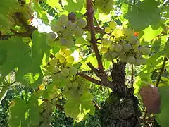 Cépage savagnin du Château-chalon (AOC)