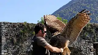 Dressage de rapace au Donjon des aigles du château de Beaucens dans les Hautes-Pyrénées en 2013.