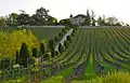 Vigne au printemps.