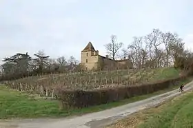 Photographie d'une petite vigne en dessous d'une demeure en pierre.