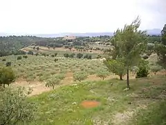 Domaine de Taurenne et ses oliviers.