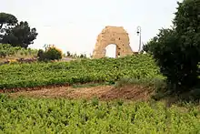 Vignes avec une arche au fond