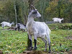 Chèvre de Lorraine.