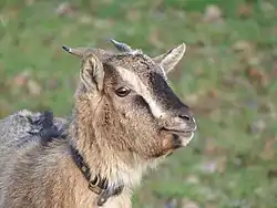 Chèvre naine à Sérent