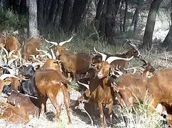 Chèvre du Rove dans la vallée de la Durance