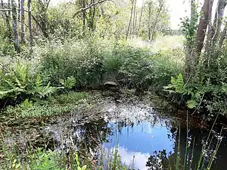 Ruisseau de Chéou, confluence avec le Tirelagüe.