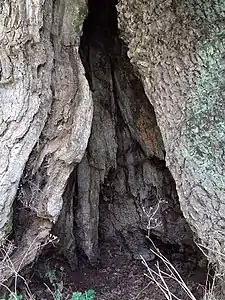 Vue de la base du tronc creux qui peut abriter une personne se tenant debout.