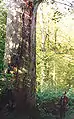 Le gros « Chêne de Bonsecours », récemment[Quand ?] mort, remarquable tant par son âge (700 ou 800 ans, voire plus) que par sa rectitude.