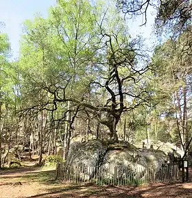 Vue du Chêne du Rocher Canon sur son rocher en avril 2022.