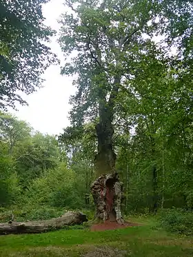 Chêne de Saint-Jean de la Forêt de Compiègne.