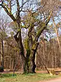 Chêne des sorcières (forêt de Zang).