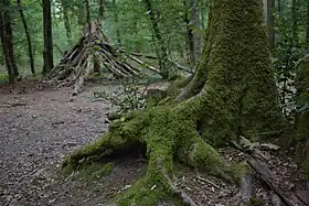 Image illustrative de l’article Forêt de Moulière