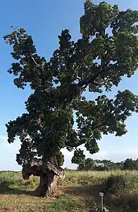 Chêne liège de Ghisonaccia. L'arbre-oiseau « Arburacellu »