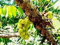 Grappe de fruits sur la tige, au Vietnam.