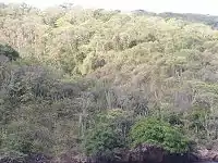 Forêt tropicale décidue de saison sèche.