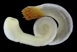 Chaetoderma nitidulum, un caudofovéate