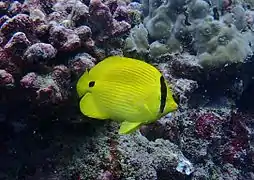 Un poisson-papillon d'Andaman (Chaetodon andamanensis)