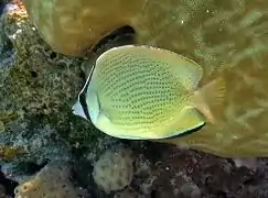 Un poisson-papillon citron (Chaetodon citrinellus)