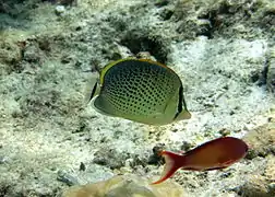 Un poisson-papillon très moucheté (Chaetodon guttatissimus)