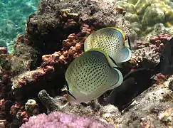 Un chétodon très moucheté (Chaetodon guttatissimus)