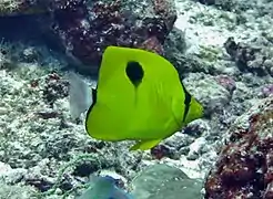 Un poisson-papillon à larme de l'océan Indien (Chaetodon interruptus)