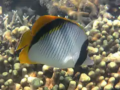 Chaetodon lineolatus