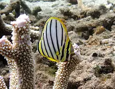 Un poisson-papillon de Meyer (Chaetodon meyeri)