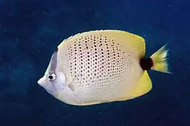 Chaetodon miliaris