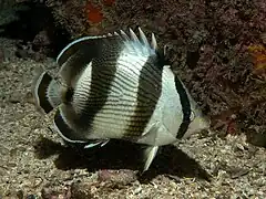 Description de l'image Chaetodon striatus Brasil.jpg.