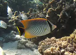 Un poisson-papillon à chevrons (Chaetodon trifascialis)