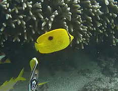 Un poisson-papillon de Zanzibar (Chaetodon zanzibarensis)